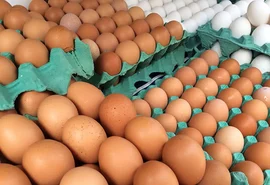 Ovos de granja com caso de gripe aviária estão rastreados, diz Mapa