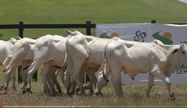 Promovido pelo agro CPMF, Leilão Nelore Positivo ocorre nesta terça (26) na Expoagro/AL