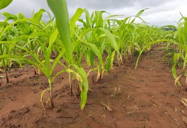 Falta de insumos e clima ameaçam produção de milho