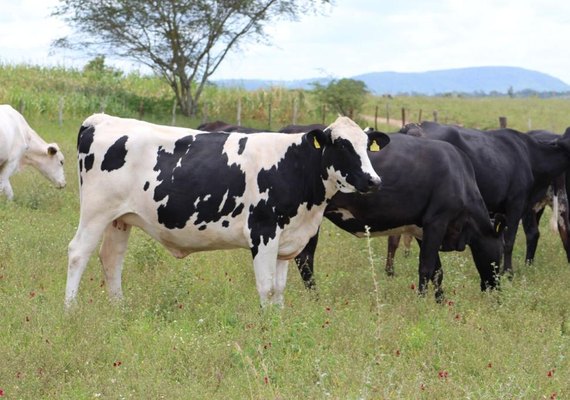 Genética Paulo Amaral terá maior oferta de fêmeas Girolando do NE