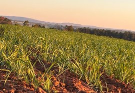 Gotejamento pode dobrar a produção do canavial