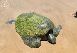 Tartaruga da espécie Chelonia mydas é encontrada morta em praia de Maceió