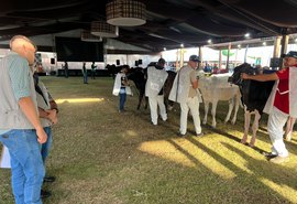 Etapa do Circuito Megaleite movimenta pistas da Expoagro e garante pontuação nacional ao rebanho Girolando