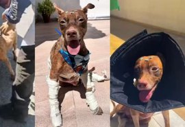Cachorro arrastado por carro recebe alta e ganha lar temporário