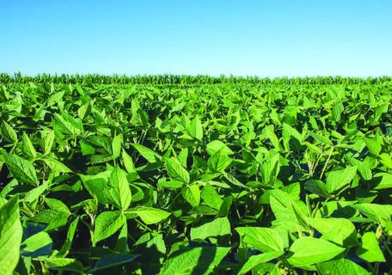 IBGE divulga agenda da semana com reunião do Censo Agro em Alagoas