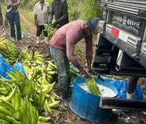 Mesmo com queda da cana, valor da produção agrícola cresce 13,9% em AL