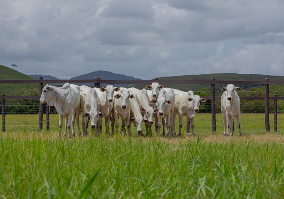 Fazenda Boacica recebe criadores para Dia de Campo da Agro CPMF