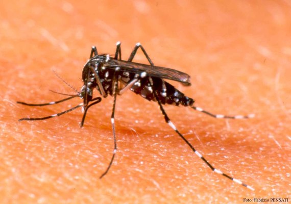 Maceió registra 425 casos de dengue no primeiro trimestre