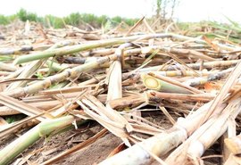 Fornecedores de cana alertam para perdas no canavial