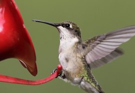 Beija-flores consomem álcool presente naturalmente no néctar, revela estudo