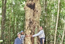 Espécie de árvore gigante é descoberta em AL e nomeada em homenagem a Hermeto Pascoal