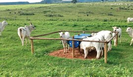 Bovinocultura de corte: Conheça os benefícios do Creep Feeding