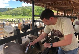 Segunda etapa da campanha de vacinação contra aftosa começa nesta sexta-feira (1º)