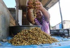 Pescadores e marisqueiras se arriscam para manter sustento em Alagoas