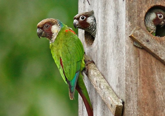 Após quase um século, periquito volta a nascer na Caatinga