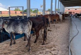 Expoagro-AL promete movimentar R$ 40 milhões e  reforçar  Alagoas como centro de negócios do agro