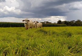 Integração lavoura-pecuária pode reduzir o uso de fertilizantes e mitigar impactos climáticos