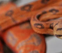 Criatório de répteis apresenta modelo de negócio inovador em Alagoas