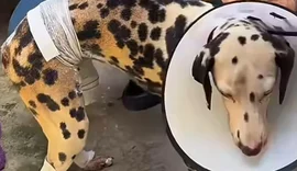 Homem põe fogo em residência e deixa cadela ferida no Santos Dumont