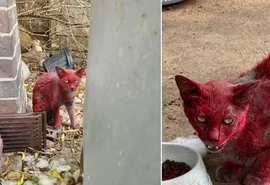 Gata de pelagem vermelha desaparece e intriga moradores no Texas