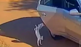 Mãe e filha são presas por abandonar gato que morreu atropelado no Acre
