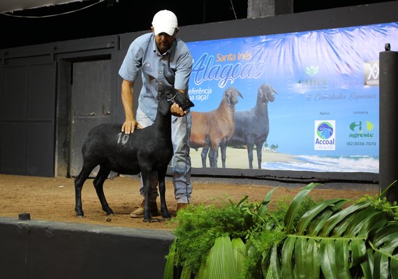 Leilão Alagoas Santa Inês retorna ao mercado com faturamento de R$ 268 mil