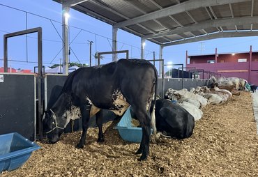 Expoagro-AL realiza abertura oficial nesta sexta-feira (23), em Maceió