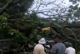 Queda de árvore complica tráfego na BR-316 em direção a Maceió