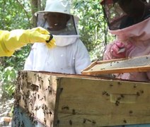Manejo adequado pode assegurar qualidade do mel e do própolis em AL