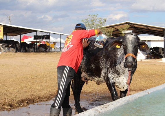 37ª Expobacia Leiteira vai reunir mais de mil animais no interior do estado