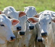 Governo amplia acesso ao crédito para melhoramento genético da pecuária sustentável