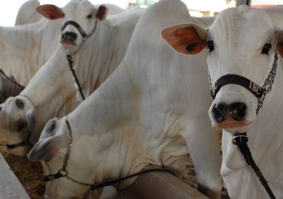 Preço do boi gordo deve estimular compra de gado de corte