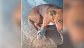 Suspeita de disparo contra cão durante abordagem policial em Maceió é investigada pela PC