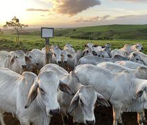 1° Leilão Brahman e Nelore oferta 20 touros prontos para estação de monta