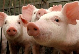 Mercado de suínos segue em alta
