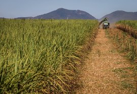 Safra de cana no Nordeste deve cair 5% em 2025/26