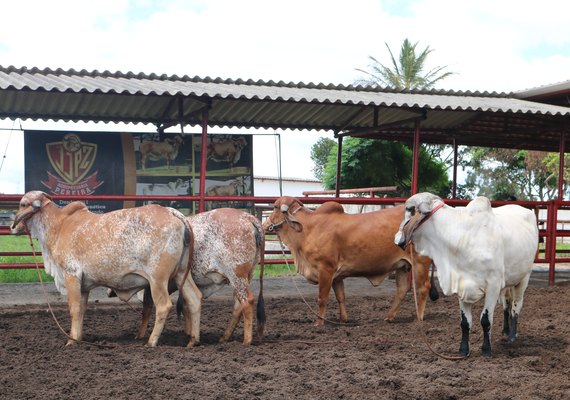 Serviço de pós-venda é diferencial  no Leilão Genética de Berço