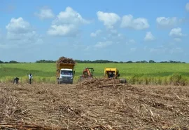 Queda de preços da cana tira quase R$ 1 bilhão da economia de AL