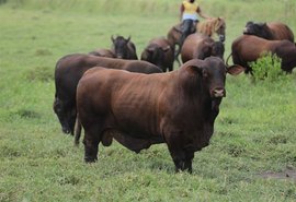 Santa Gertrudis da Fazenda Mangabeira assegura versatilidade e alto desempenho no cruzamento industrial