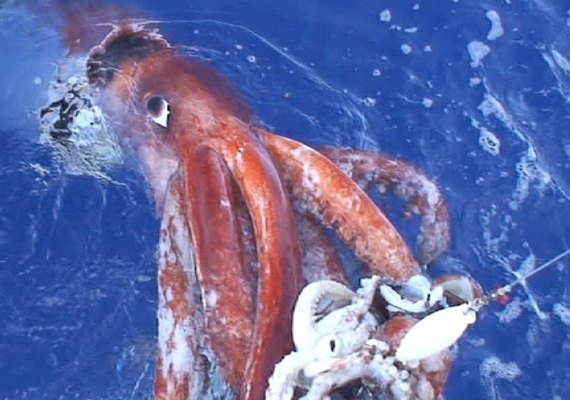 Estudo revela que polvos gigantes foram superpredadores dos oceanos há 100 milhões de anos