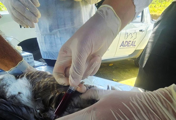 Adeal realiza coleta de amostras em aves para análise do Ministério da Agricultura