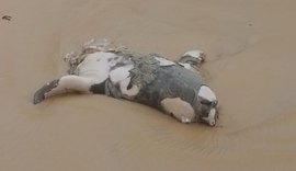 Elefante-marinho encontrado em Jequiá da Praia estaria partido ao meio