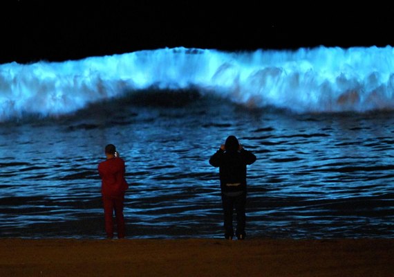 Pesquisadores conseguem prolongar brilho de alga bioluminescente