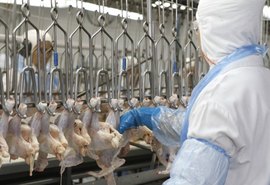 OMS fala sobre a China ter detectado coronavírus em frango brasileiro