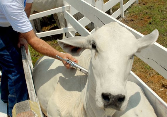 Prazo de vacinação contra a febre aftosa acaba dia 15