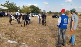 Julgamentos de animais da 37ª Expo Bacia Leiteira terminam nesta sexta (04)