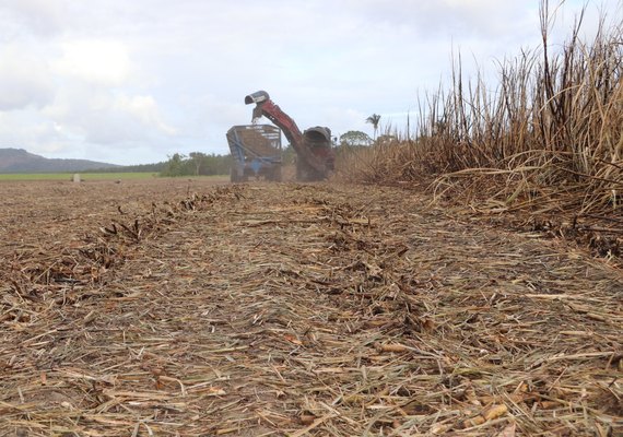 Com safra em reta final, AL registra mais de 14 mi de toneladas de cana
