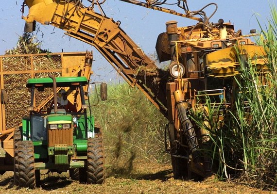 Safra já tem mais de 393 mil toneladas de açúcar produzidas