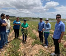 Cooperativas compartilham variedade de amendoim em Dia de Campo