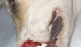 Cães comunitários são vítimas de maus-tratos em São Miguel dos Campos